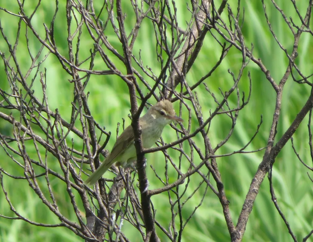 东方大苇莺(Acrocephalus orientalis)