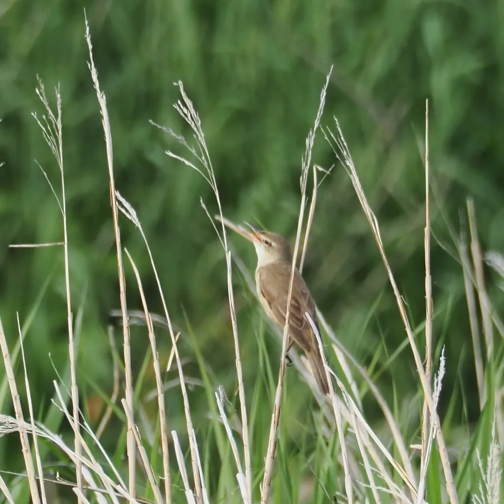 东方大苇莺(Acrocephalus orientalis)