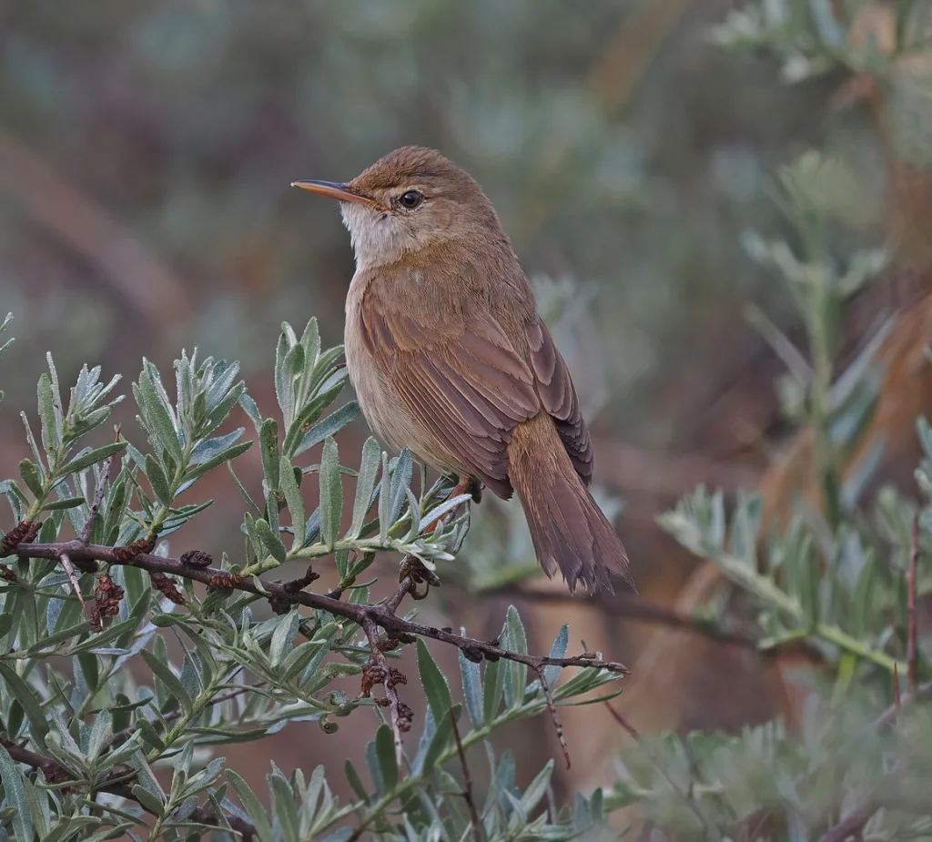 大嘴苇莺(Acrocephalus orinus)