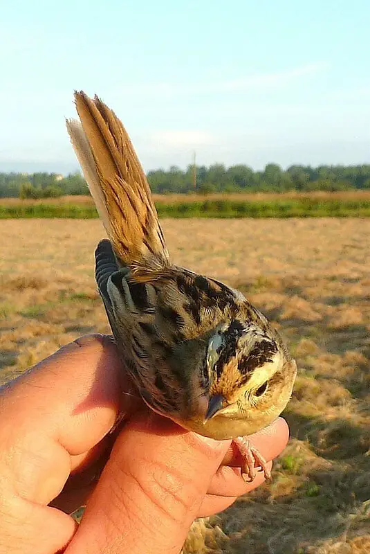 水栖苇莺(Acrocephalus paludicola)