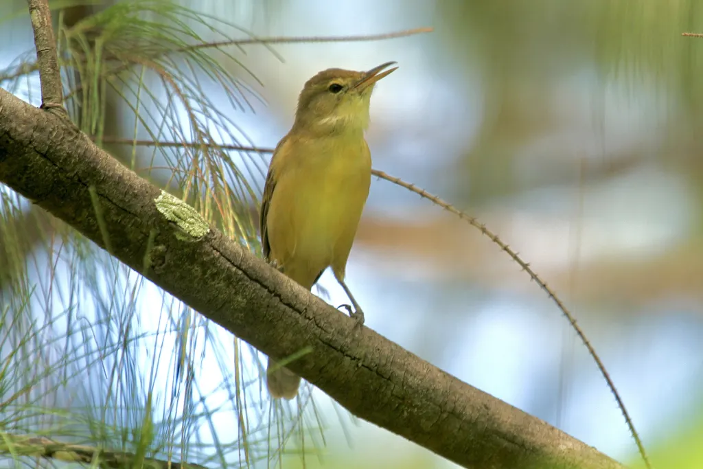 瑙鲁苇莺(Acrocephalus rehsei)