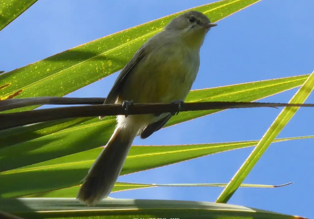 罗岛苇莺(Acrocephalus rodericanus)