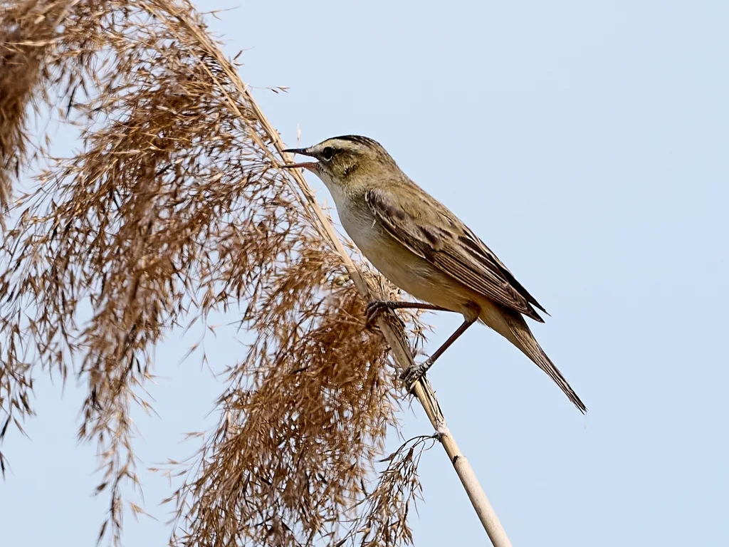水蒲苇莺(Acrocephalus schoenobaenus)