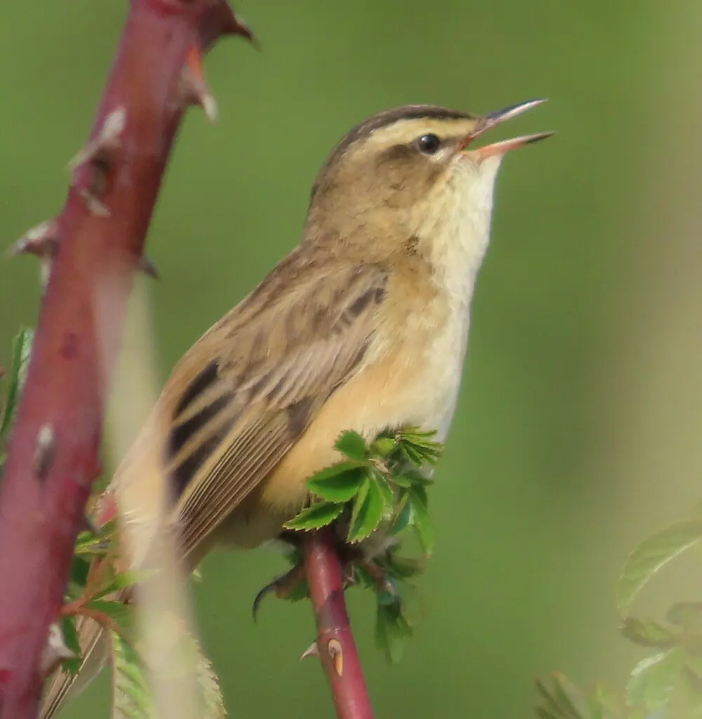 水蒲苇莺(Acrocephalus schoenobaenus)
