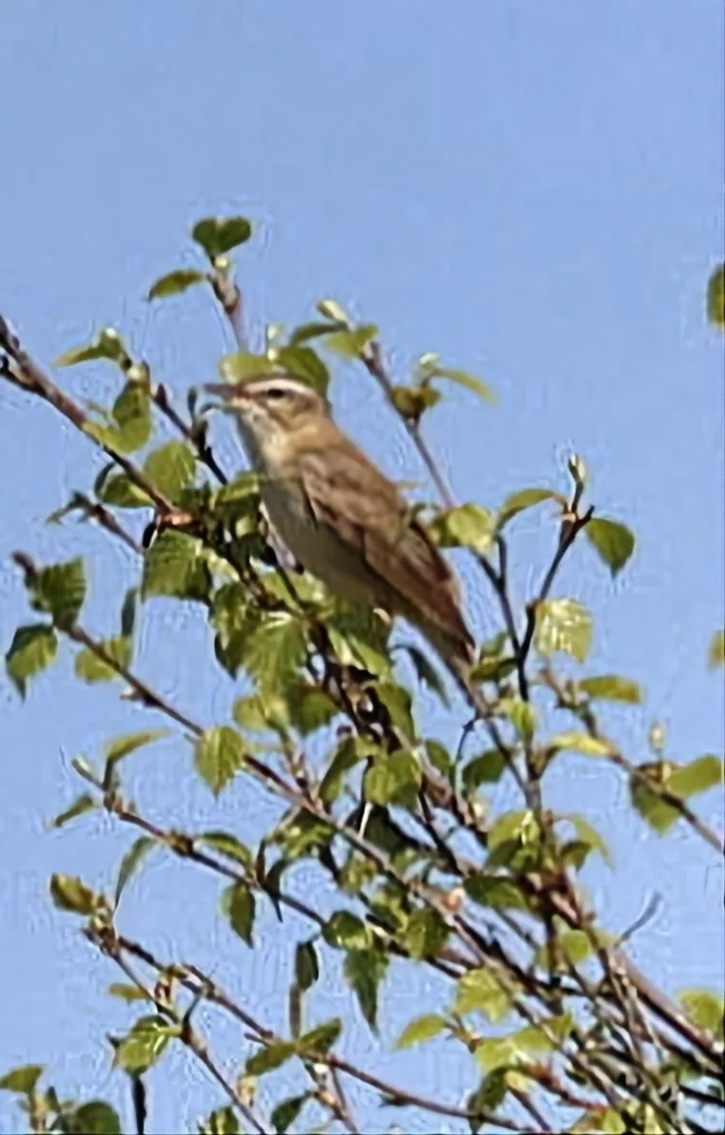 水蒲苇莺(Acrocephalus schoenobaenus)