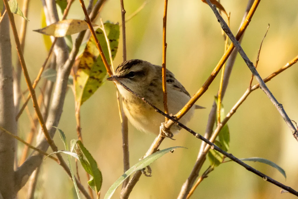 水蒲苇莺(Acrocephalus schoenobaenus)