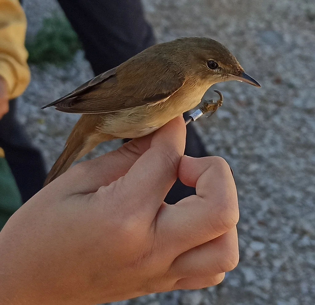 芦苇莺(Acrocephalus scirpaceus)