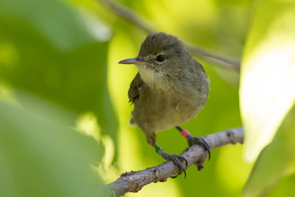 塞岛苇莺(Acrocephalus sechellensis)