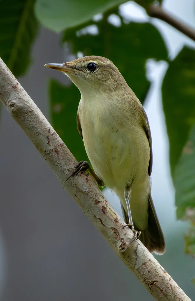 噪大苇莺(Acrocephalus stentoreus)