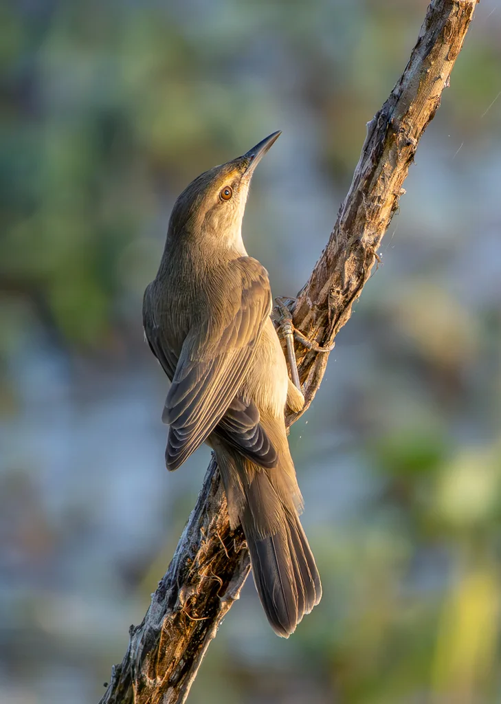 噪大苇莺(Acrocephalus stentoreus)