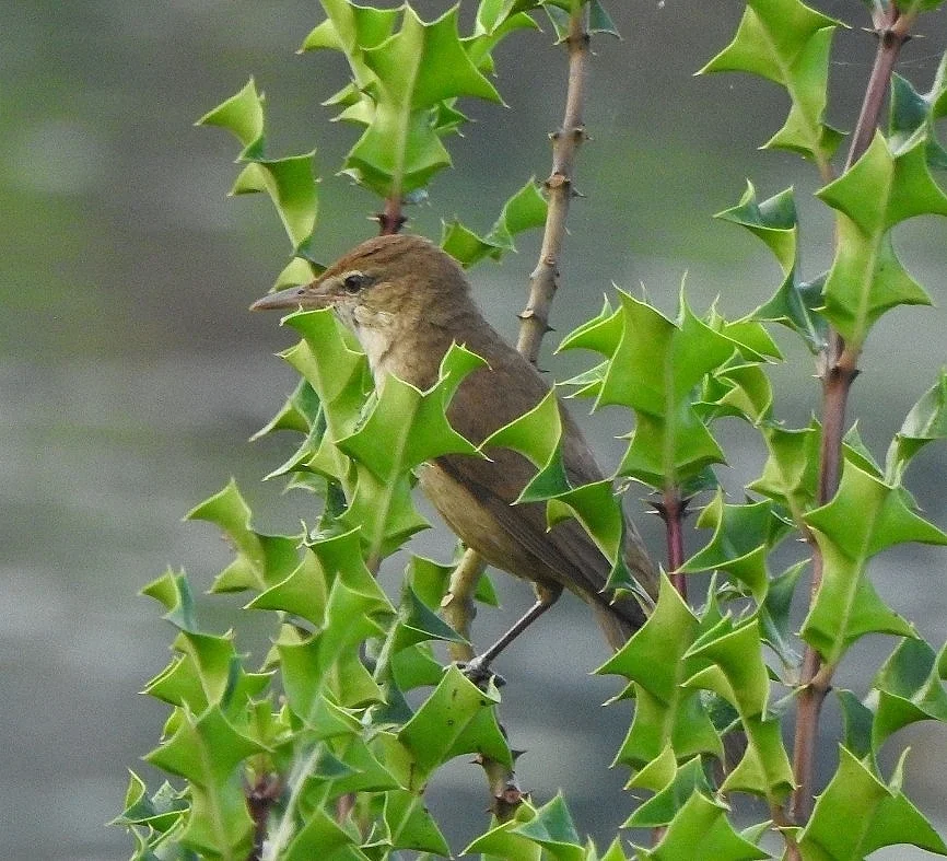 噪大苇莺(Acrocephalus stentoreus)