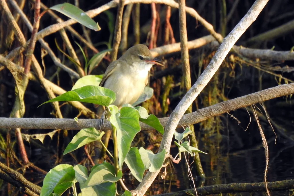 噪大苇莺(Acrocephalus stentoreus)