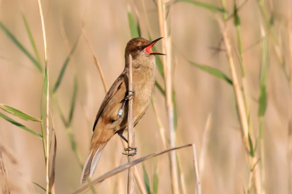 噪大苇莺(Acrocephalus stentoreus)