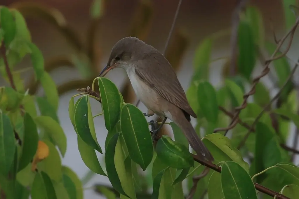 噪大苇莺(Acrocephalus stentoreus)