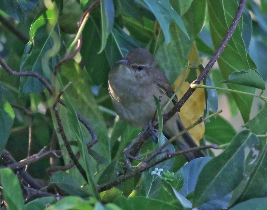 噪大苇莺(Acrocephalus stentoreus)