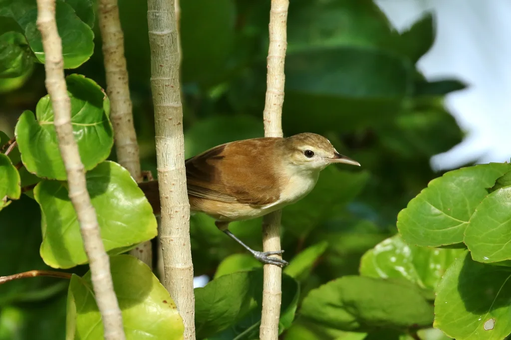 卡罗琳苇莺(Acrocephalus syrinx)