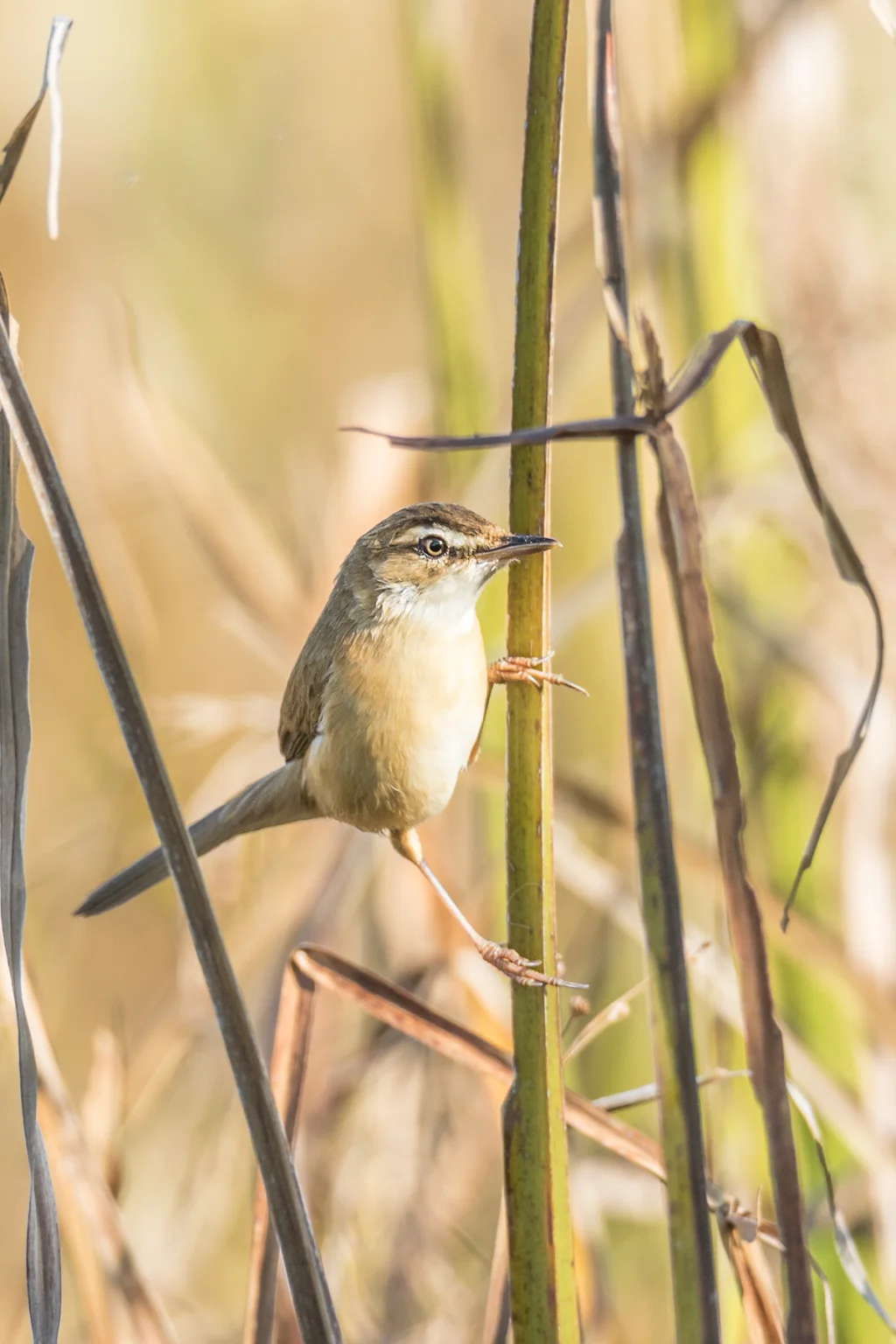 远东苇莺（Acrocephalus tangorum）