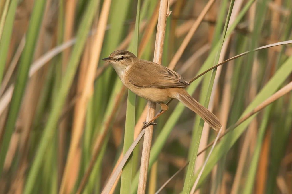 远东苇莺（Acrocephalus tangorum）