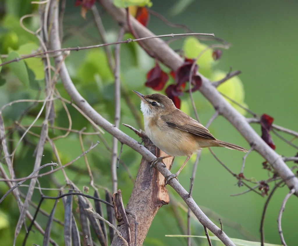 远东苇莺（Acrocephalus tangorum）