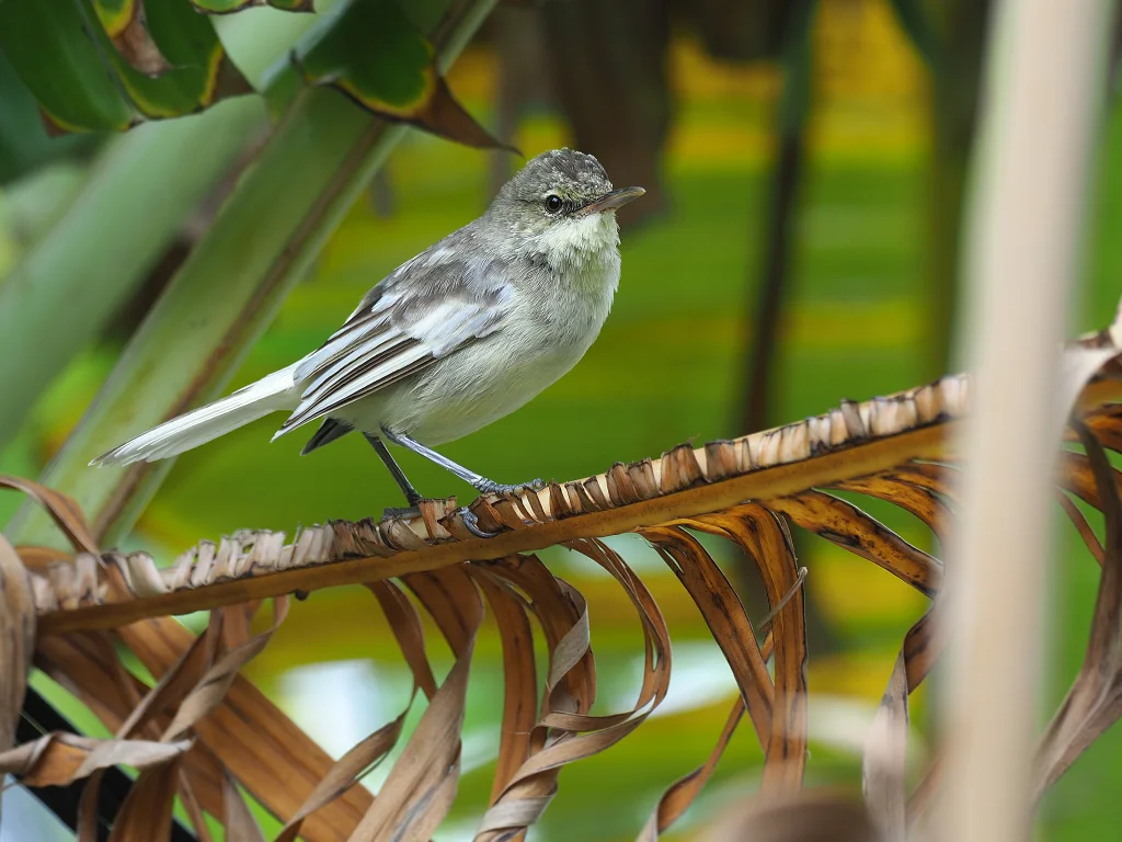 皮岛苇莺(Acrocephalus vaughani)