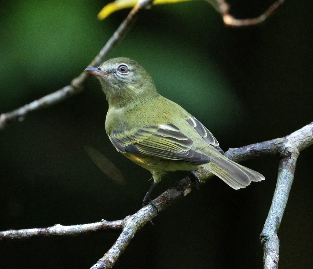 毛腿小霸鹟(Acrochordopus burmeisteri)