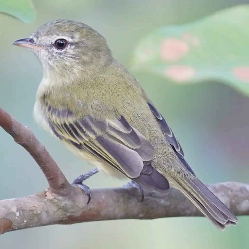 毛腿小霸鹟(Acrochordopus burmeisteri)