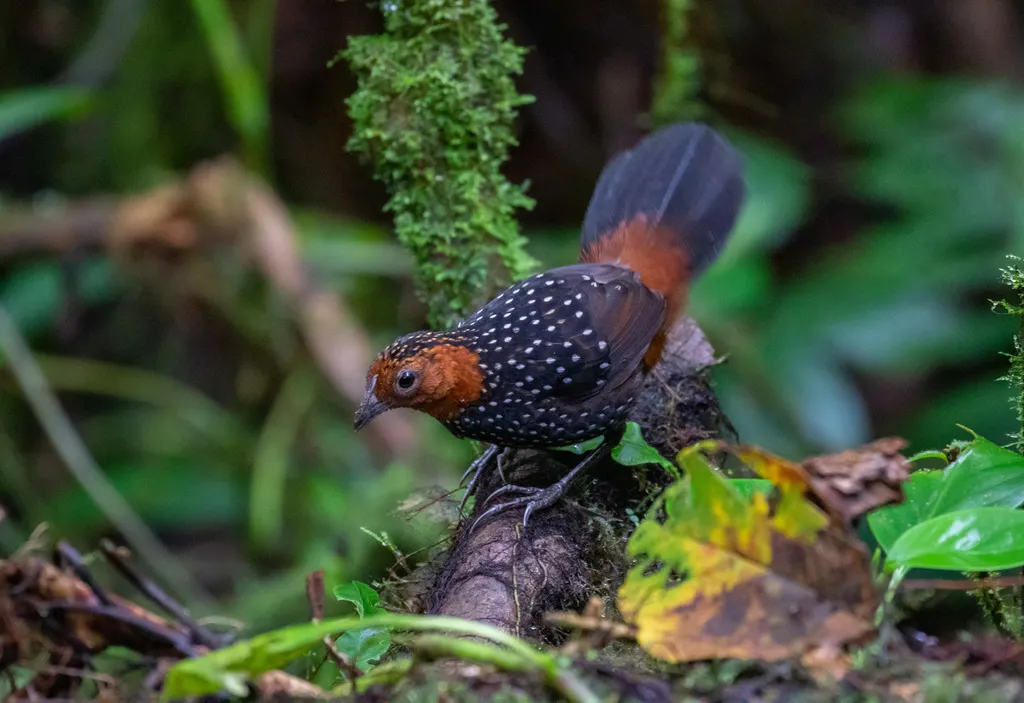 眼斑窜鸟(Acropternis orthonyx)
