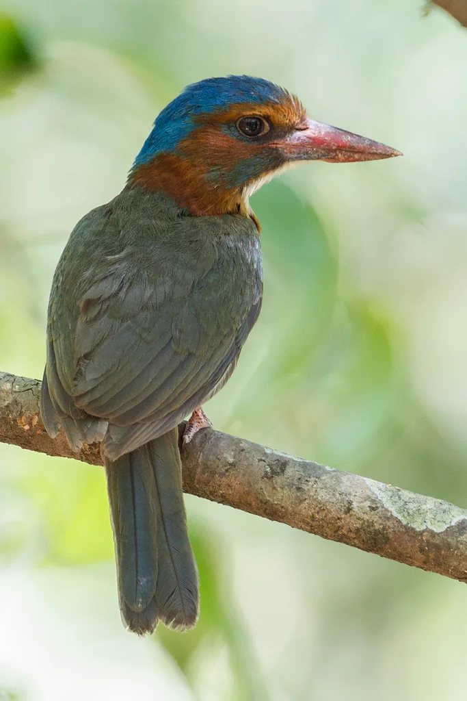 绿背翡翠(Actenoides monachus)