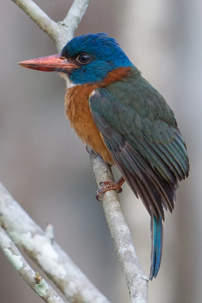 绿背翡翠(Actenoides monachus)