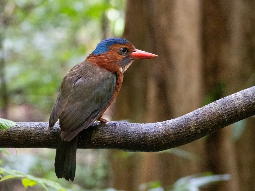 绿背翡翠(Actenoides monachus)