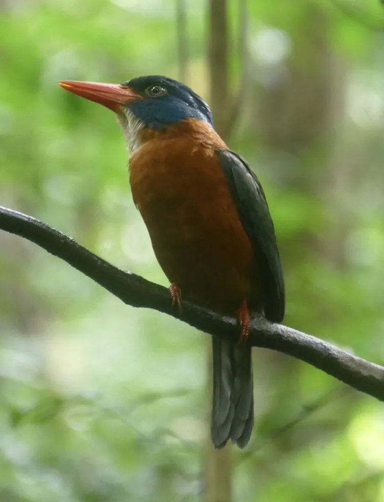 绿背翡翠(Actenoides monachus)