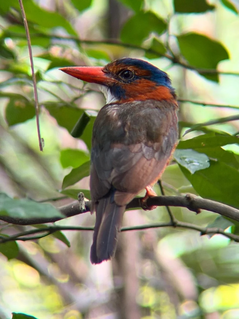 绿背翡翠(Actenoides monachus)