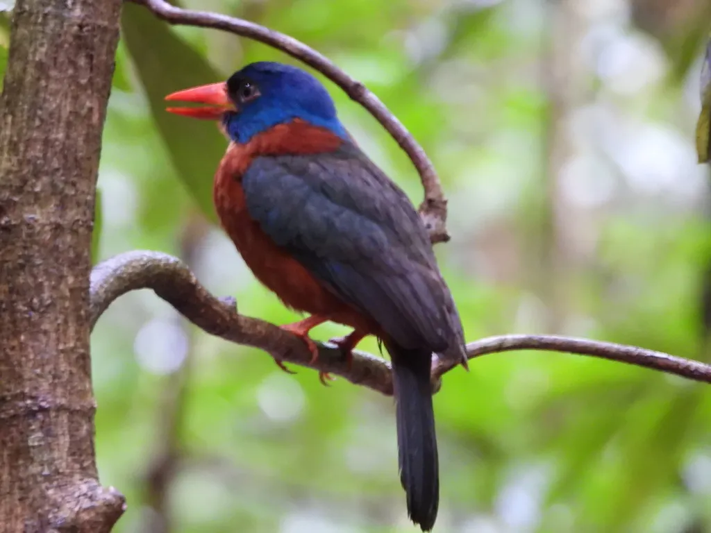 绿背翡翠(Actenoides monachus)