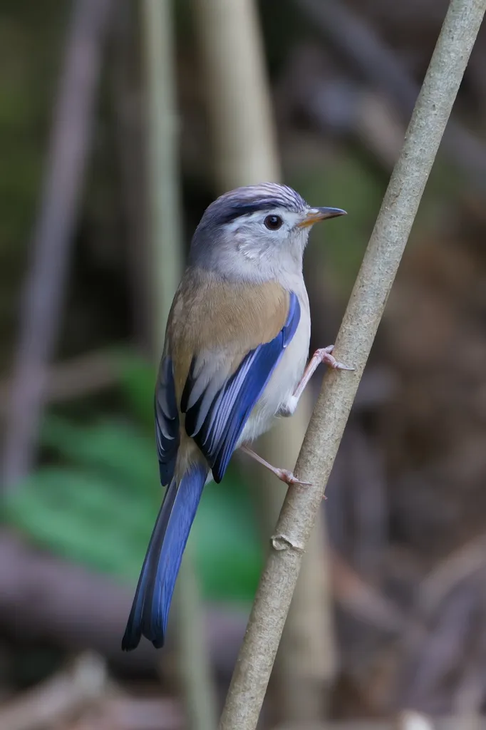 蓝翅希鹛（Actinodura cyanouroptera）
