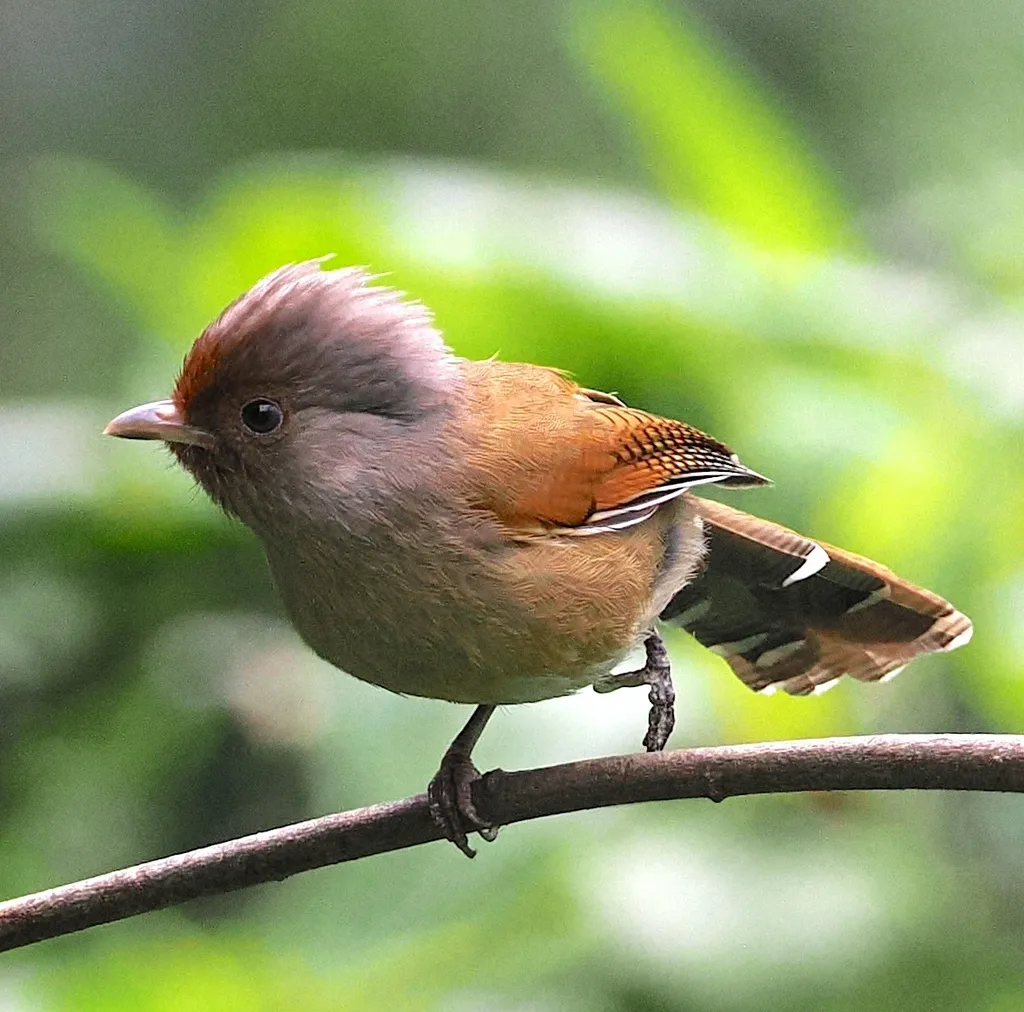 锈额斑翅鹛(Actinodura egertoni)