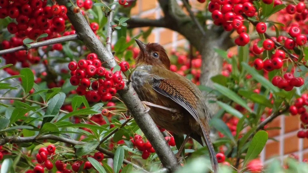台湾斑翅鹛(Actinodura morrisoniana)