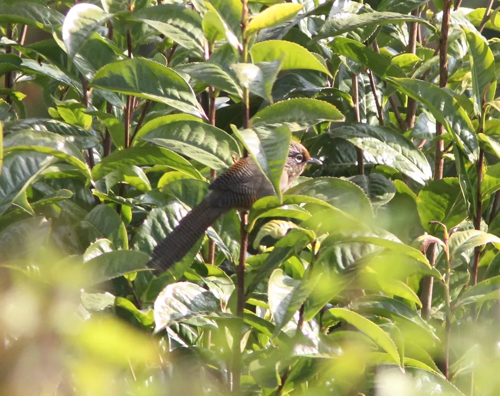 白眶斑翅鹛(Actinodura ramsayi)