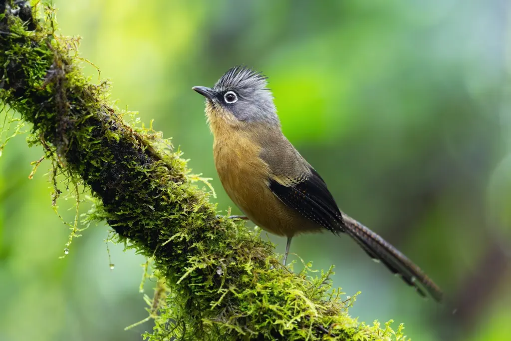 黑冠斑翅鹛(Actinodura sodangorum)
