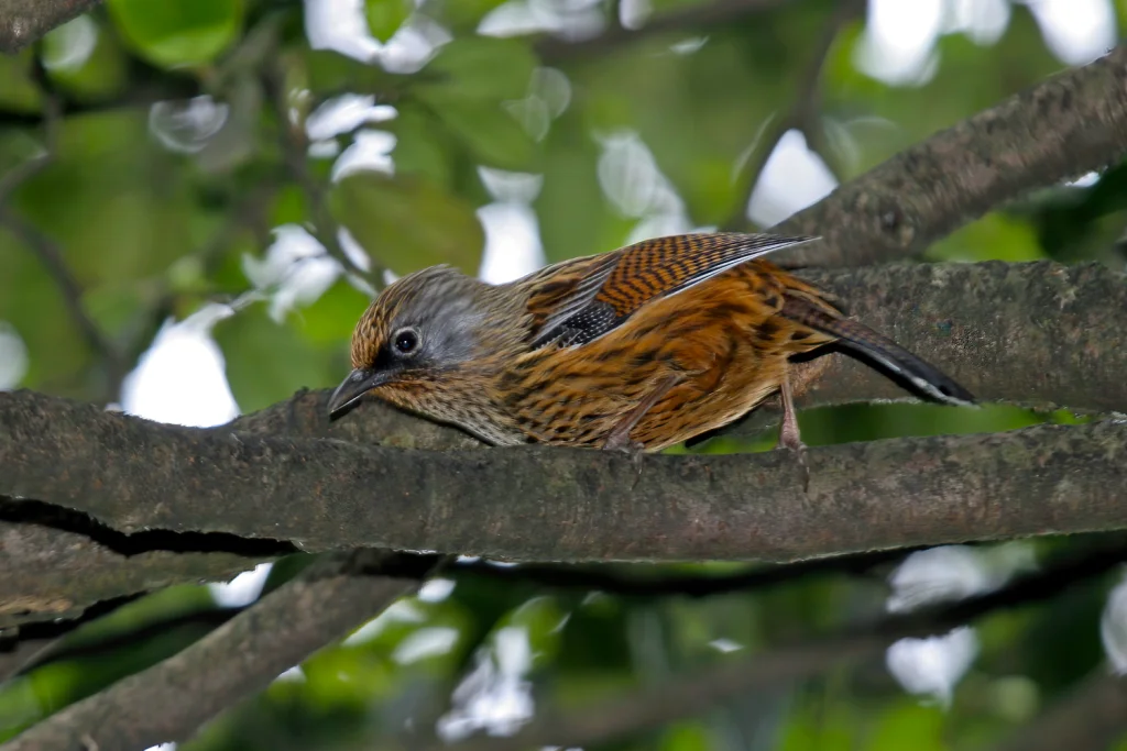 灰头斑翅鹛（Actinodura souliei）