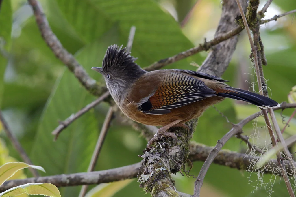 纹胸斑翅鹛(Actinodura waldeni)
