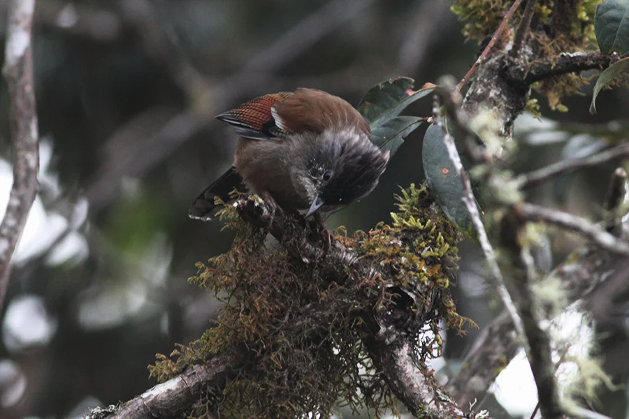 纹胸斑翅鹛(Actinodura waldeni)