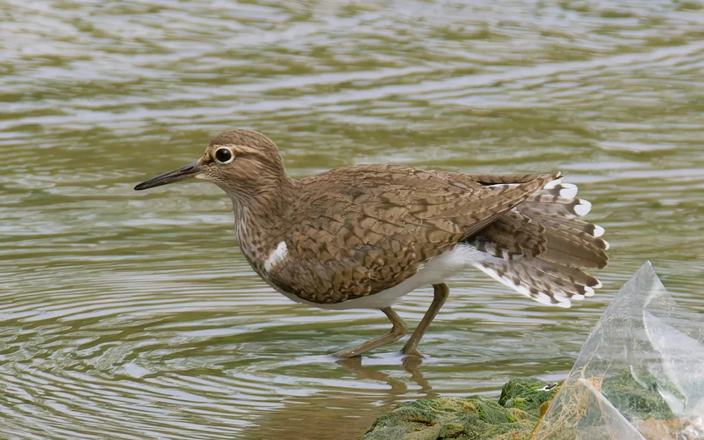 矶鹬(Actitis hypoleucos)