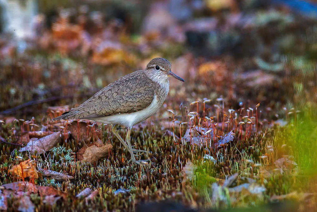 矶鹬(Actitis hypoleucos)