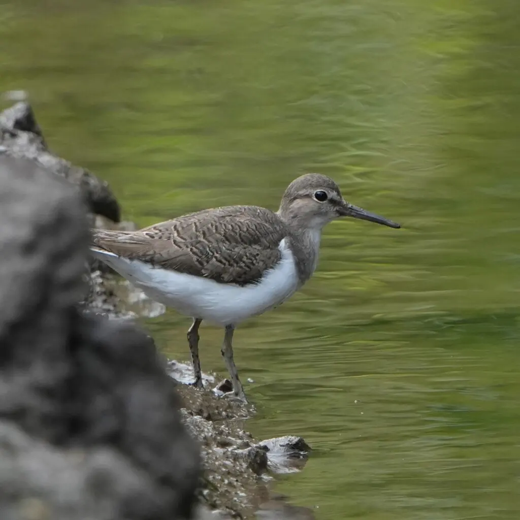 矶鹬(Actitis hypoleucos)