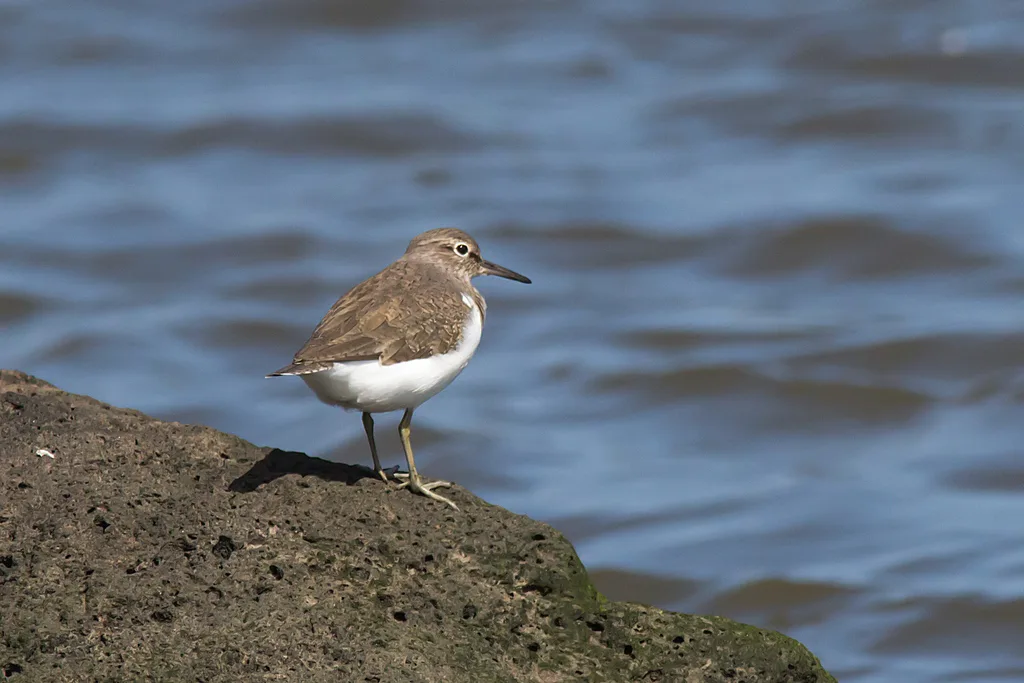 矶鹬(Actitis hypoleucos)