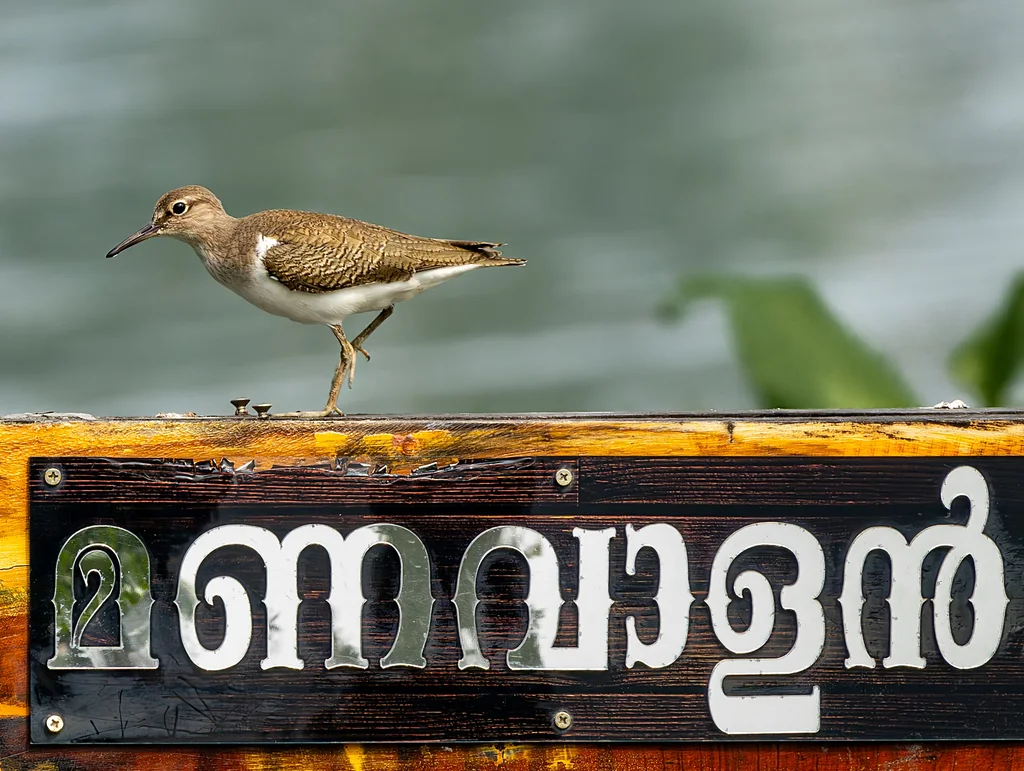 矶鹬(Actitis hypoleucos)