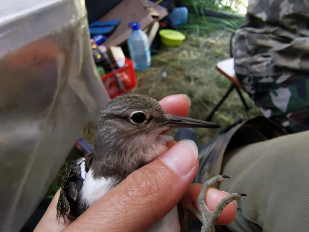 矶鹬(Actitis hypoleucos)