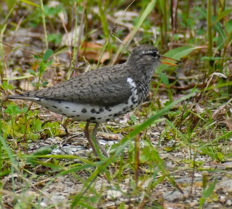 斑腹矶鹬(Actitis macularius)