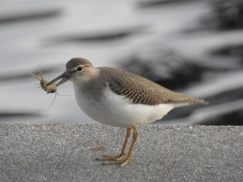 斑腹矶鹬(Actitis macularius)