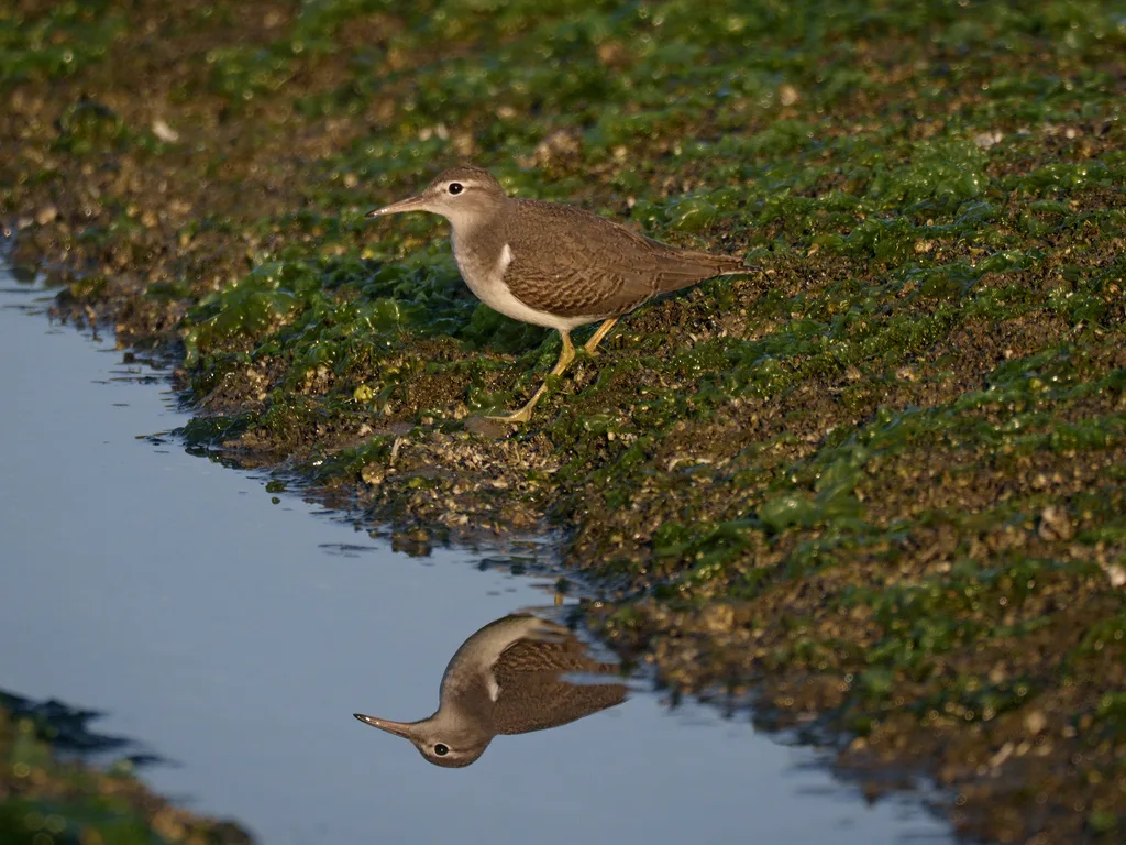 斑腹矶鹬（Actitis macularius）